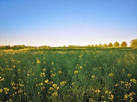blooming rapeseed field in spring