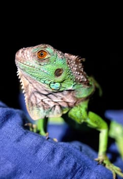 green iguana, Iguana iguana