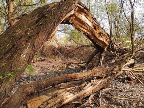 dead willow in Brandenburg countryside