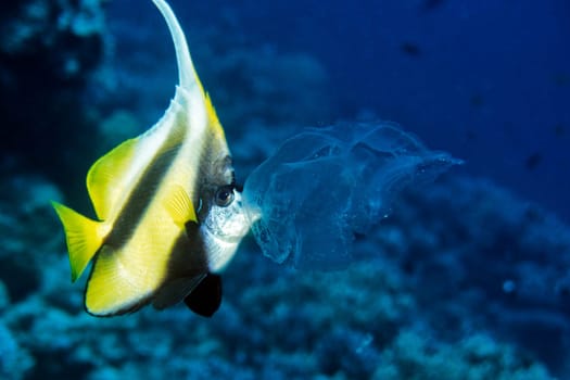 Banner fish eats jellyfish, Red Sea near El Quseir, Egypt