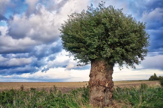 Willow - Wustrow - Fischland-Darss peninsula
