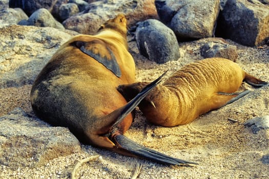 Mother sea lion suckling cub, Galápagos
