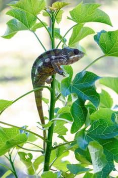 Endemic lizard Panther chameleon (Furcifer pardalis) in rainforest at Masoala, Toamasina Province, Madagascar wildlife.
