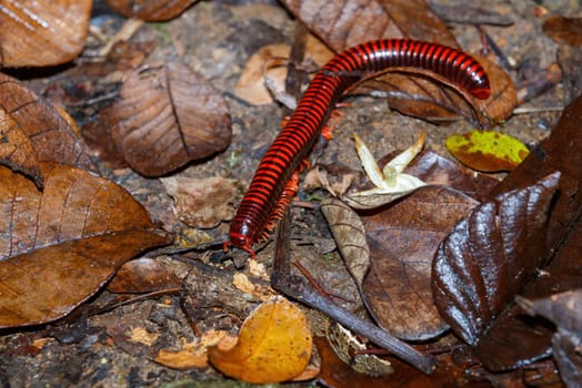 Madagascan Fire Millipede, pres. Aphistogoniulus Corallipes in Masoala, Madagascar wildlife, Africa