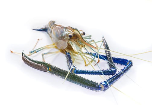 Giant Freshwater Prawn on white background close up