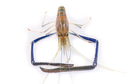 Giant Freshwater Prawn on white background close up