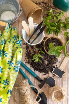 Herbs seedlings growing in a biodegradable pots near garden tools on wooden table. Indoor gardening, Homegrown plants, germinating herb seeds, top view