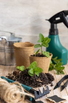 Herbs seedlings growing in a biodegradable pots near garden tools on wooden table. Indoor gardening, Homegrown plants, germinating herb seeds, close up