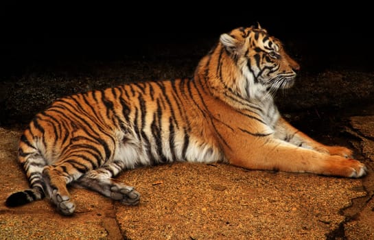 tiger in the aviary of the zoo