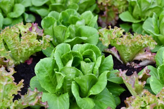 healthy salad in the cold frame