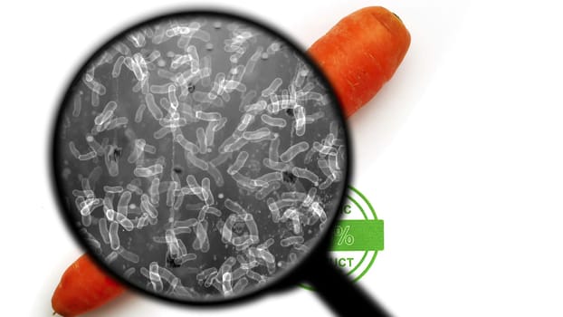 Searching for bacteria in organic carrot,Searching for bacteria in organic carrot