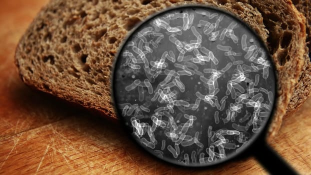 Searching for bacteria in bread,Searching for bacteria in bread