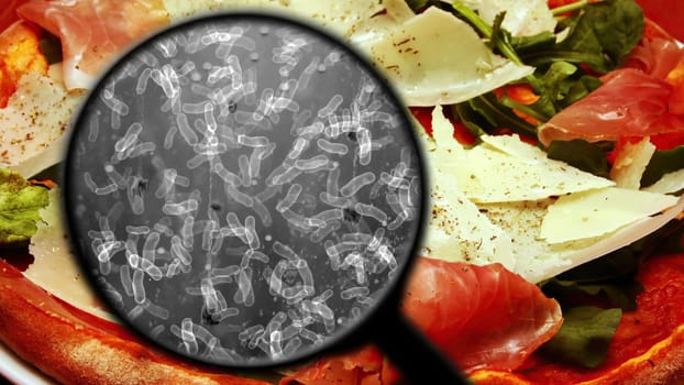 Searching For Bacteria In food,Searching For Bacteria In food