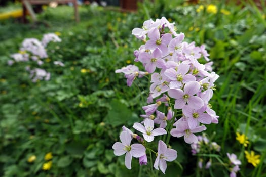 Wiesenschaumkraut, Wiesen-Schaumkraut (Cardamine pratensis), Blütenstand