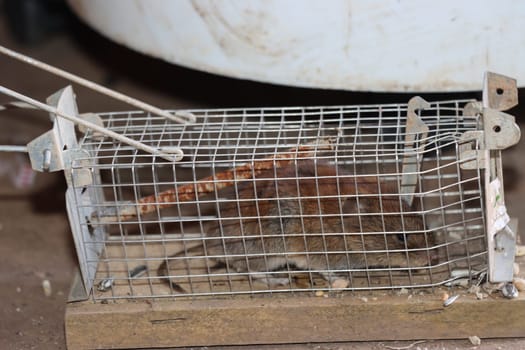 Hausmaus (Mus musculus) - gefangen in einer Lebendfalle