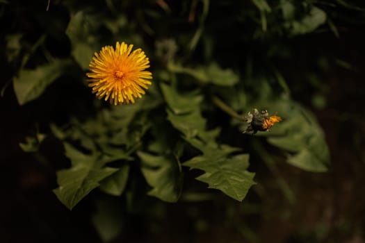 Dandelion Flower with fresh leaves from above