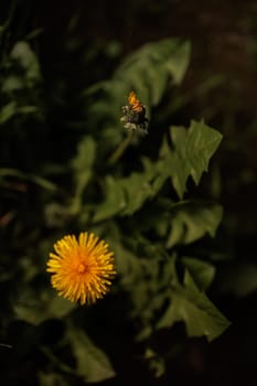 Dandelion Flower with fresh leaves from above