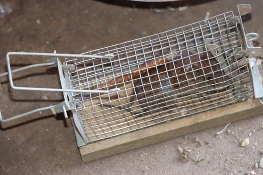 Hausmaus (Mus musculus) - gefangen in einer Lebendfalle