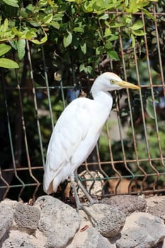 Kuhreiher (Bubulcus ibis), Fuerteventura, Spanien, Morro Jable