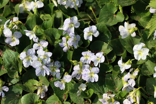 Pfingst-Veilchen, Pfingsveilchen (Viola sororia) Freckles