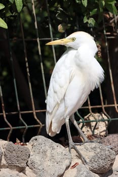 Kuhreiher (Bubulcus ibis), Fuerteventura, Spanien, Morro Jable