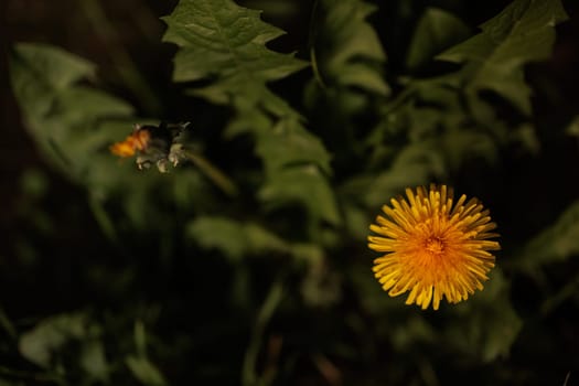 Dandelion Flower with fresh leaves from above