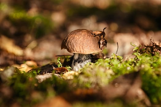 Autumn in the forest. Mushroom in the forest