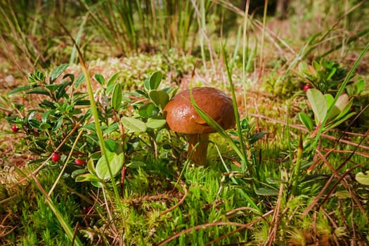 Autumn in the forest. Mushroom in the forest