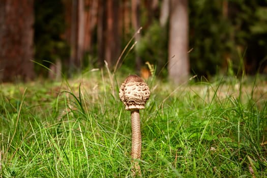 Parasol mushroom (Macrolepiota procera) in the forest
