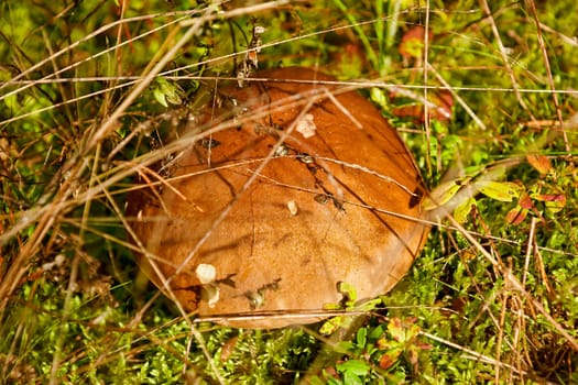 Autumn in the forest. Mushroom in the forest