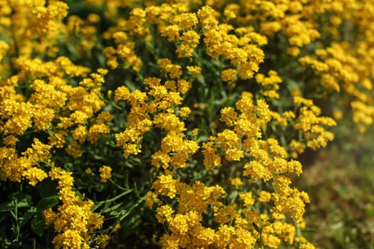 Shallow depth of field (only few petals in focus) photo of small yellow perennial flowers lit by sun. Abstract spring background.