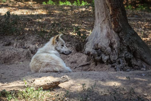 White wolf (Canis lupus arctos) resting by the tree.