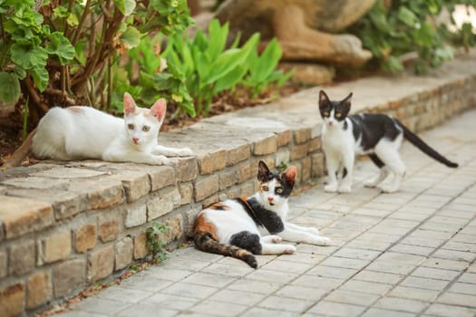 Three colours (white black orange) cat, lying on the pavement in garden, with two more stray cats around her.
