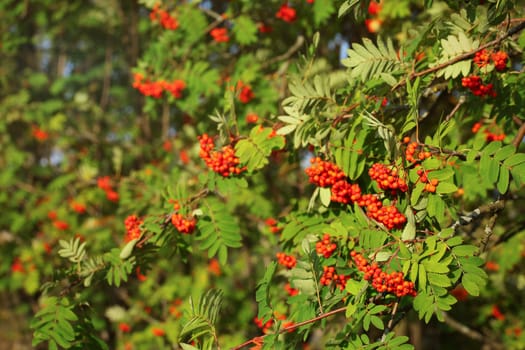 Mountain ash rowan (Sorbus aucuparia) berries between green leaves, lit by afternoon sun.