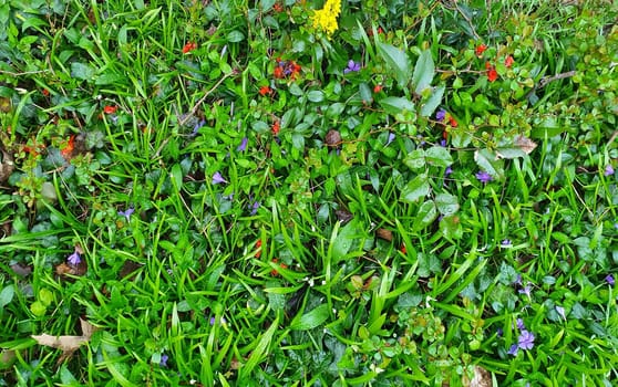 Flower meadow, Grass, grassy background