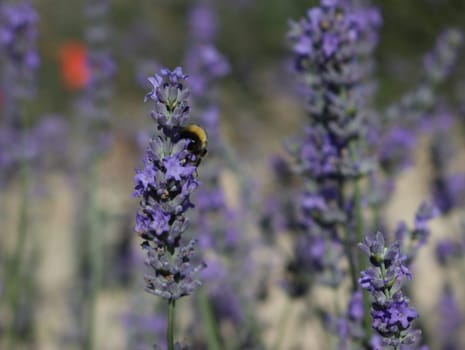 beautiful field lavender flowers aroma natural color insect oils