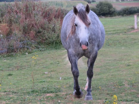 beautiful domestic animal ride walk training high speed