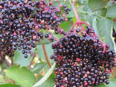 natural berries of beautiful color and seeds to plant