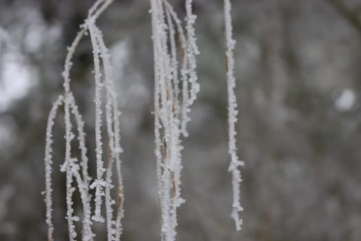 beautiful storm of cold and snow frost ice under zero ice