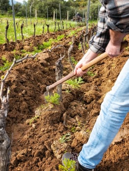 Farmer with the hoe frees the base of the plants of a vineyard from the earth and weeds after plowing with the tractor. Agricultural industry, winery.