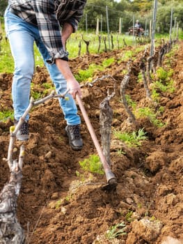 Farmer with the hoe frees the base of the plants of a vineyard from the earth and weeds after plowing with the tractor. Agricultural industry, winery.