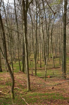The Wildenberg castle ruins are a sight in the Sulzfeld municipality