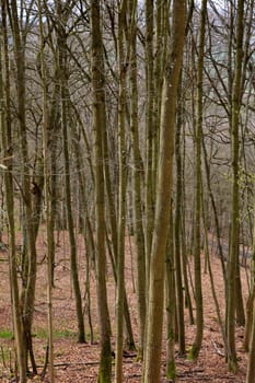 The Wildenberg castle ruins are a sight in the Sulzfeld municipality