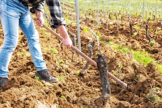 Farmer with the hoe frees the base of the plants of a vineyard from the earth and weeds after plowing with the tractor. Agricultural industry, winery.