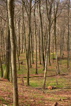 The Wildenberg castle ruins are a sight in the Sulzfeld municipality