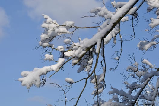 A branch covered in snow