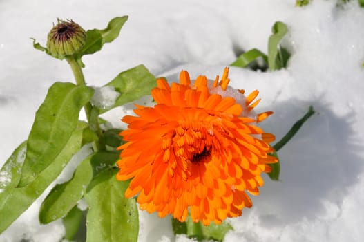 Marigold under the snow in Brittany