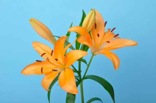 Studio shot of orange lily