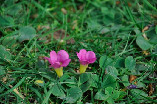 Oxalis purpurea on a lawn in Porto