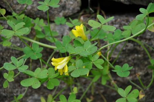 goat's foot oxalis in Portugal l